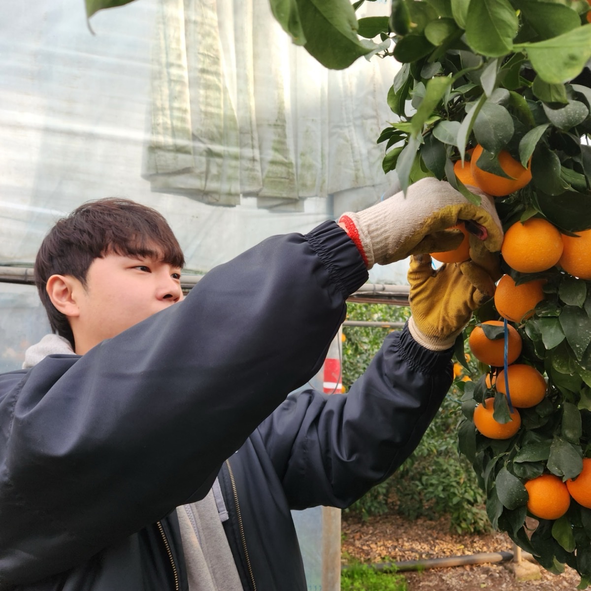 제주 돌밭 노지 조생감귤 타이벡감귤 황금향 3kg 5kg 10kg 1