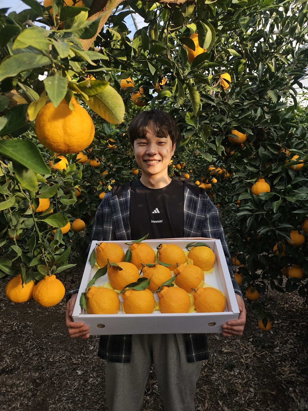 산지직송 제주 한라봉 농장 가정용 프리미엄 과일선물세트 1