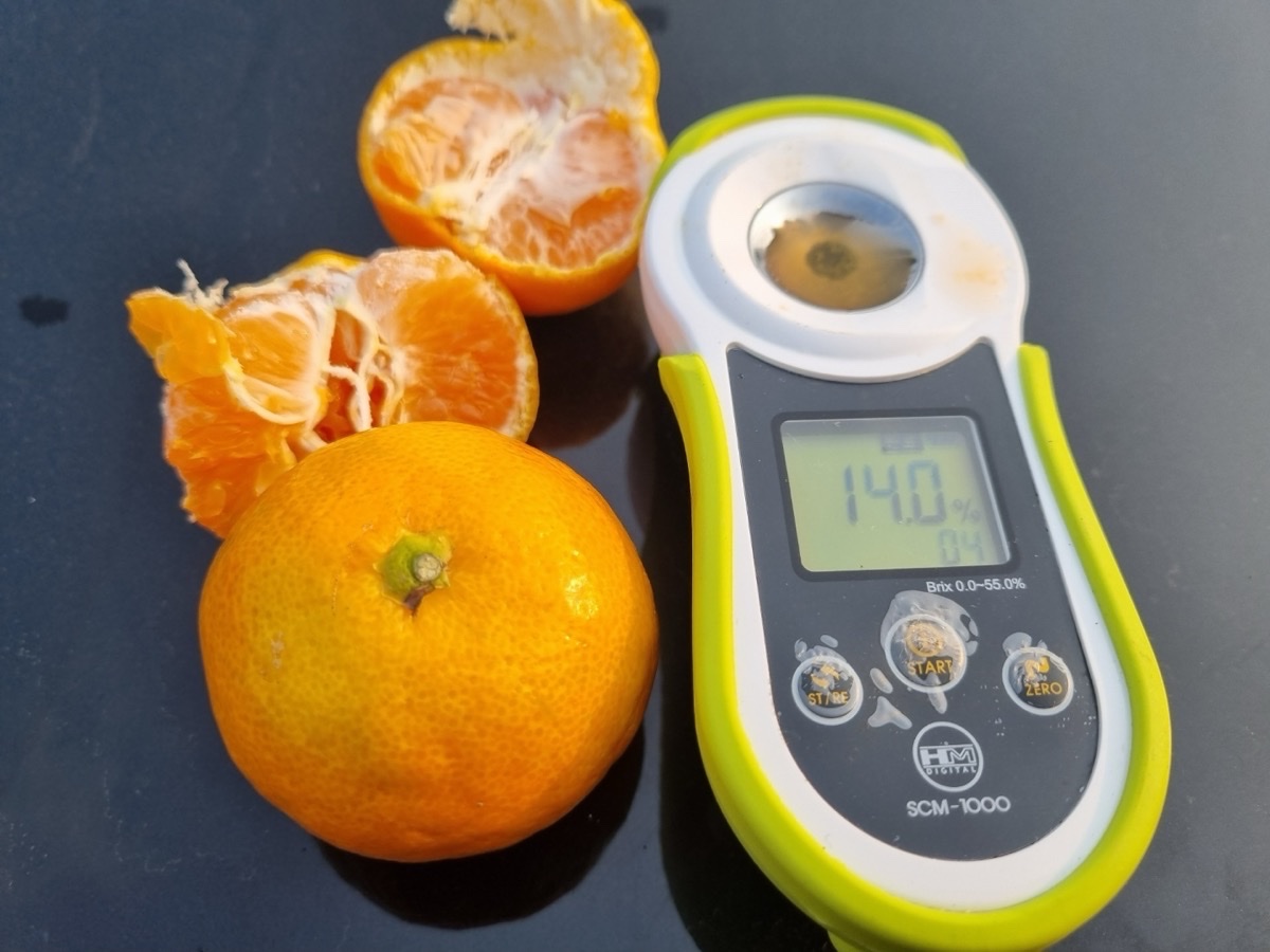 제주 돌밭 노지 조생감귤 타이벡감귤 황금향 3kg 5kg 10kg 5